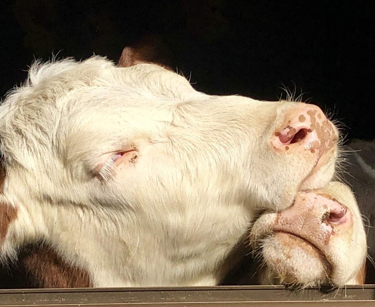 Kälber