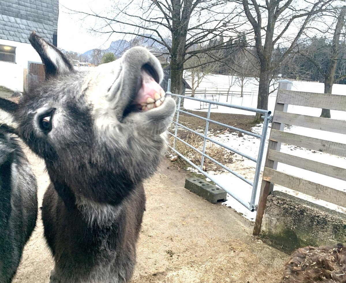Ein kleines Lächeln von Leo