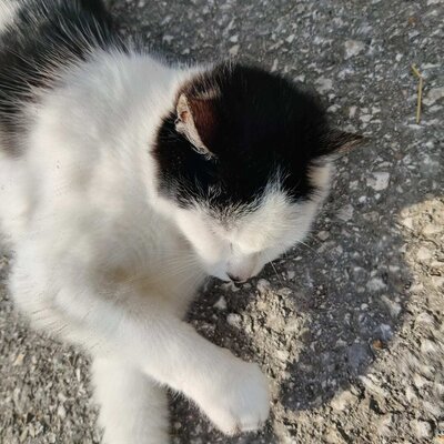 Eine schwarz-weiße Katze ruht auf dem Bauernhof.