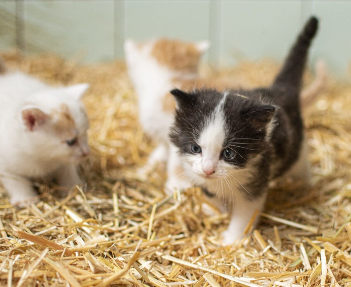 kleine Katzen