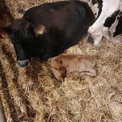 Kühe und ein Kalb liegen auf frischem Stroh im Stall des Bauernhofs.