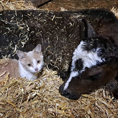Katze Paula und Kalb Walter 