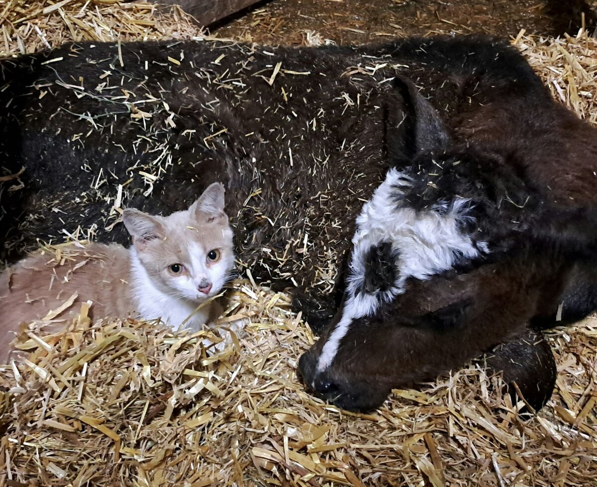 Katze Paula und Kalb Walter 