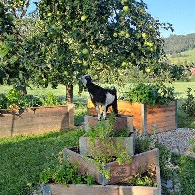 Unsere freche Ziege MIA