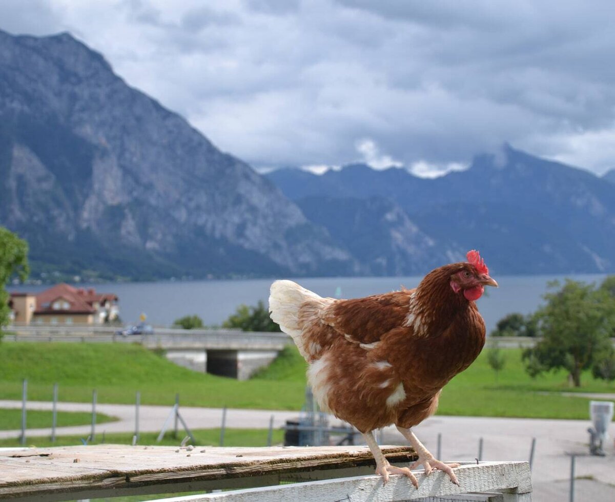 Aussicht mit Huhn