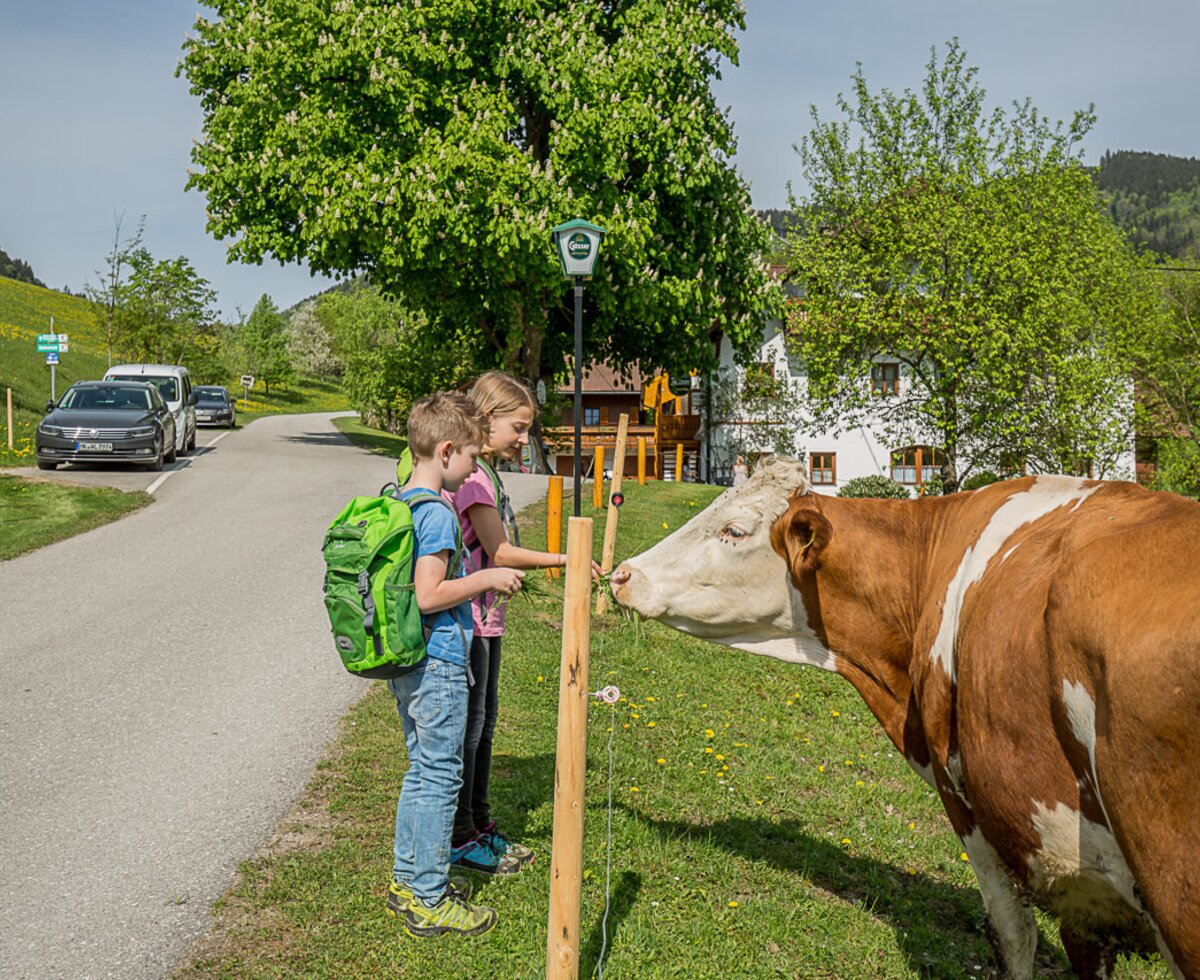 Unsere Tiere auf der Weide