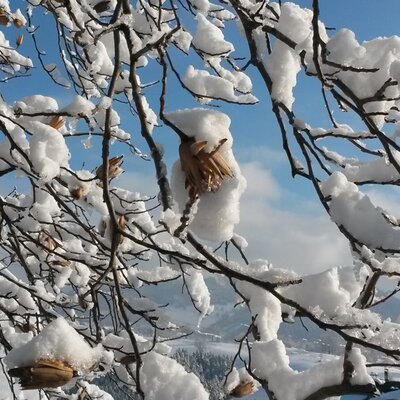 Schneebedeckte Äste mit der winterlichen Landschaft des Bauernhofs im Hintergrund.