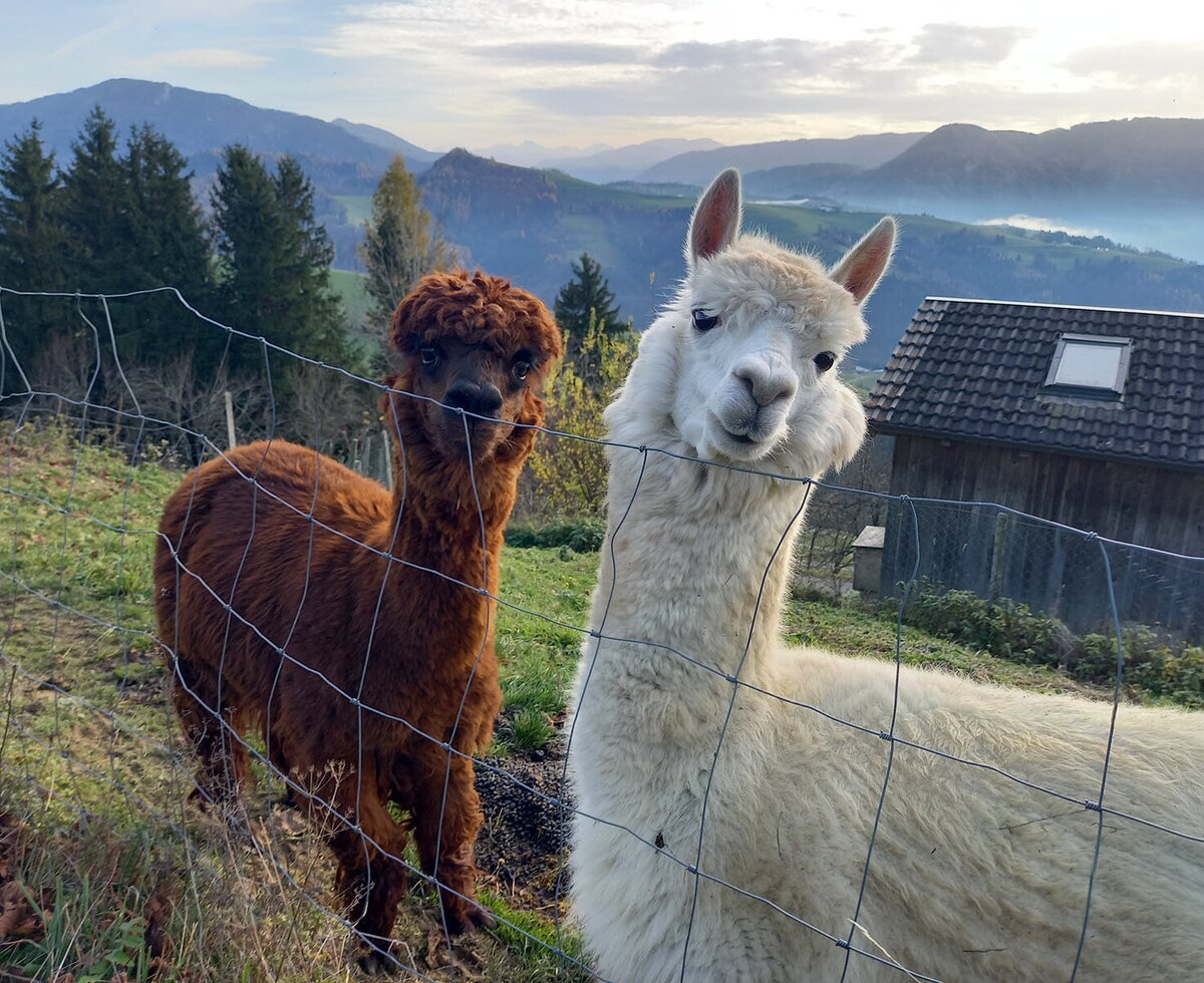 unsere beiden Alpakas