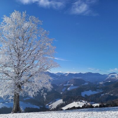 Winterlandschaft mit einem schneebedeckten Baum und Blick auf die Berge