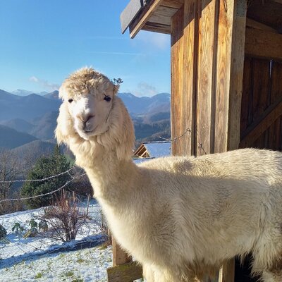 Alpaka