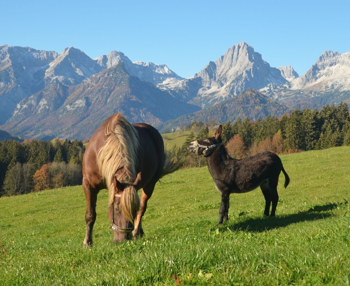 Steffi und Rudi auf der Weide