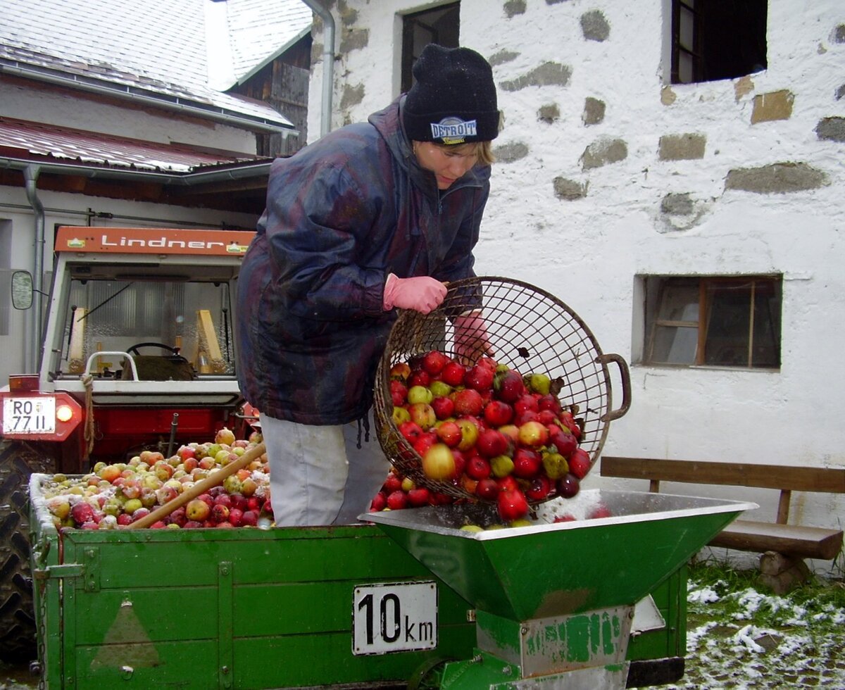 Eine Person schüttet Äpfel und Birnen aus einem Korb in die Pressmaschine.