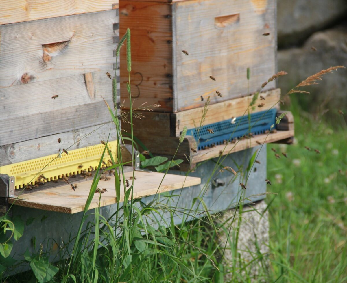Hölzerne Bienenstöcke mit fliegenden Bienen auf dem Bauernhof.