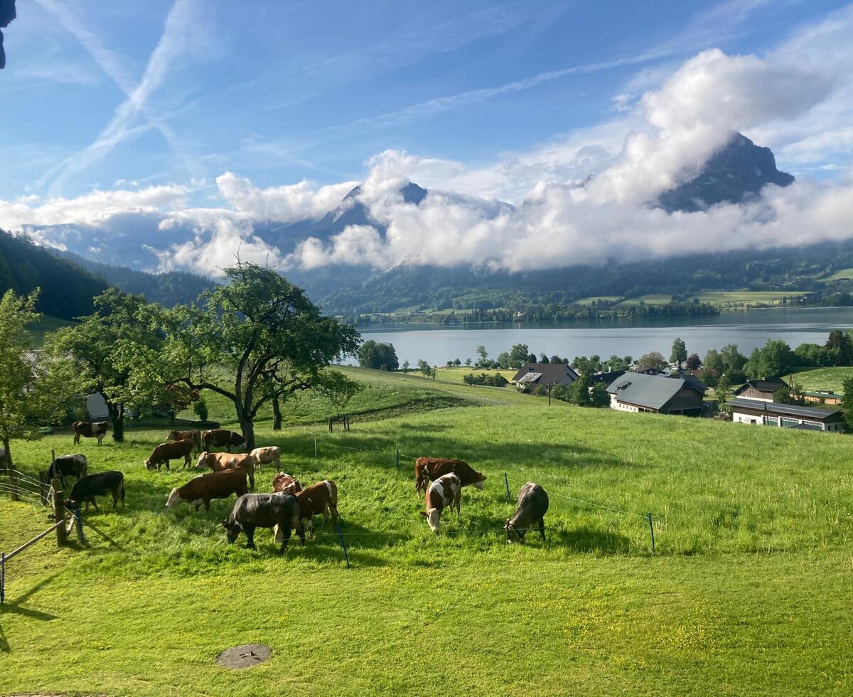 Ausicht mit unseren Kalbinnen