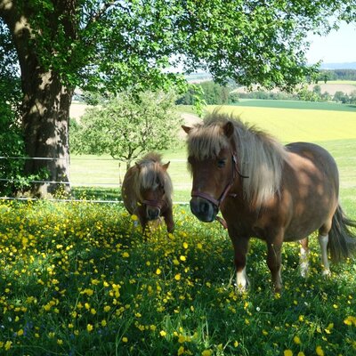 Zwei Ponys auf einer Blumenwiese des Bauernhofs mit Blick auf die umliegende Landschaft.
