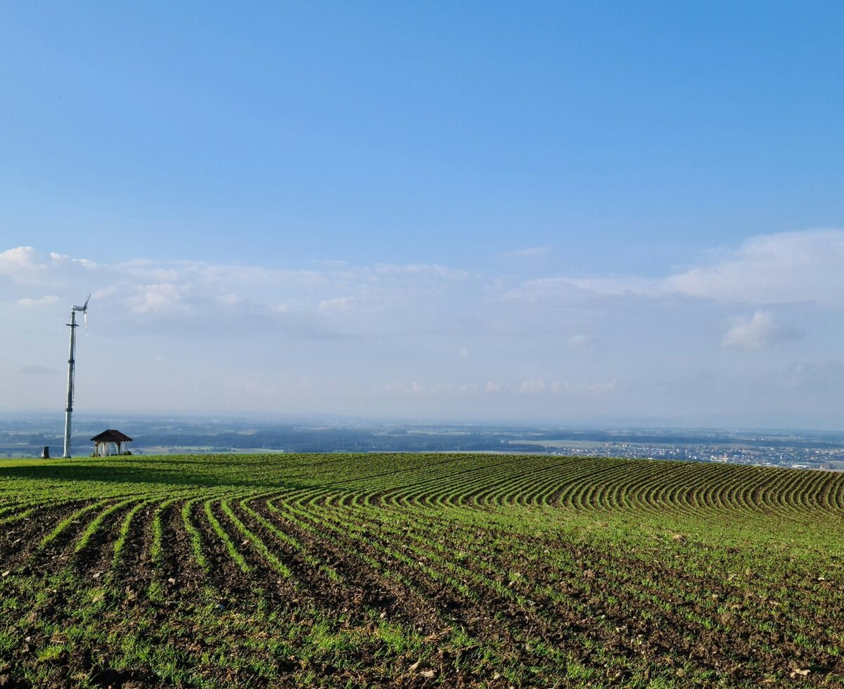Dammkultur für bodenschonendes Arbeiten: Bio- Triticale