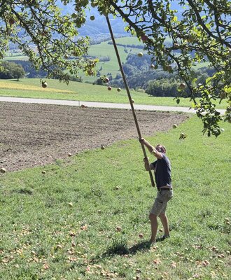 Traditionelle Apfelernte auf dem Bauernhof mit einem malerischen Ausblick auf die umliegenden Hügel.
