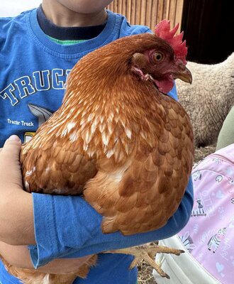 Ein zutrauliches Huhn auf dem Arm eines Kindes sorgt für tierischen Spaß auf dem Bauernhof.