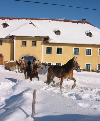 Haflinger zur Winterkoppel