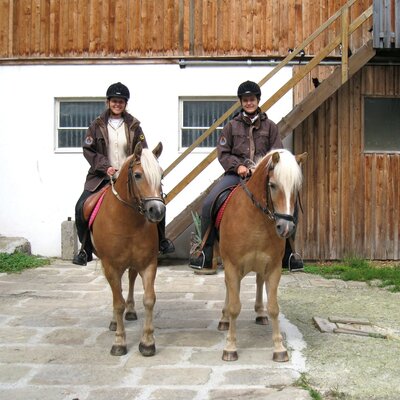 Haflinger im Hof