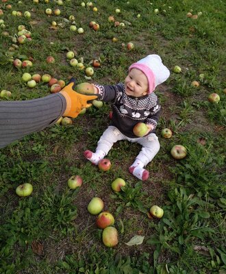 Ein Baby sitzt auf dem Rasen des Bauernhofs zwischen Äpfeln und bekommt einen Apfel gereicht.