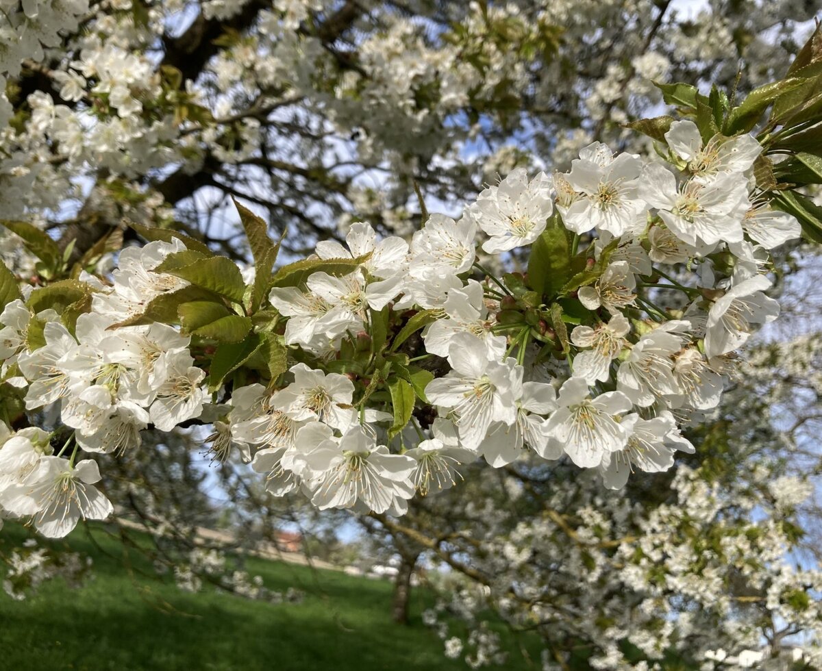 Kirschblütenzweige mit weißen Blüten auf dem Bauernhof.