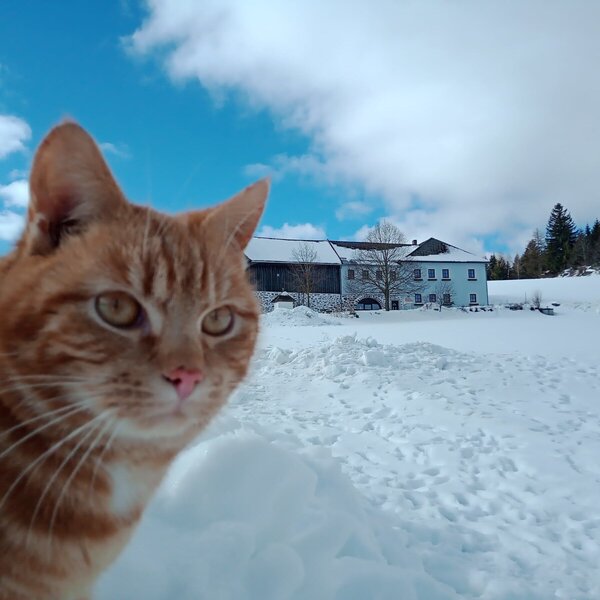 Kater Moritz liebt den Schnee