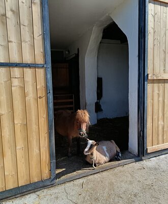 Pony und Gais