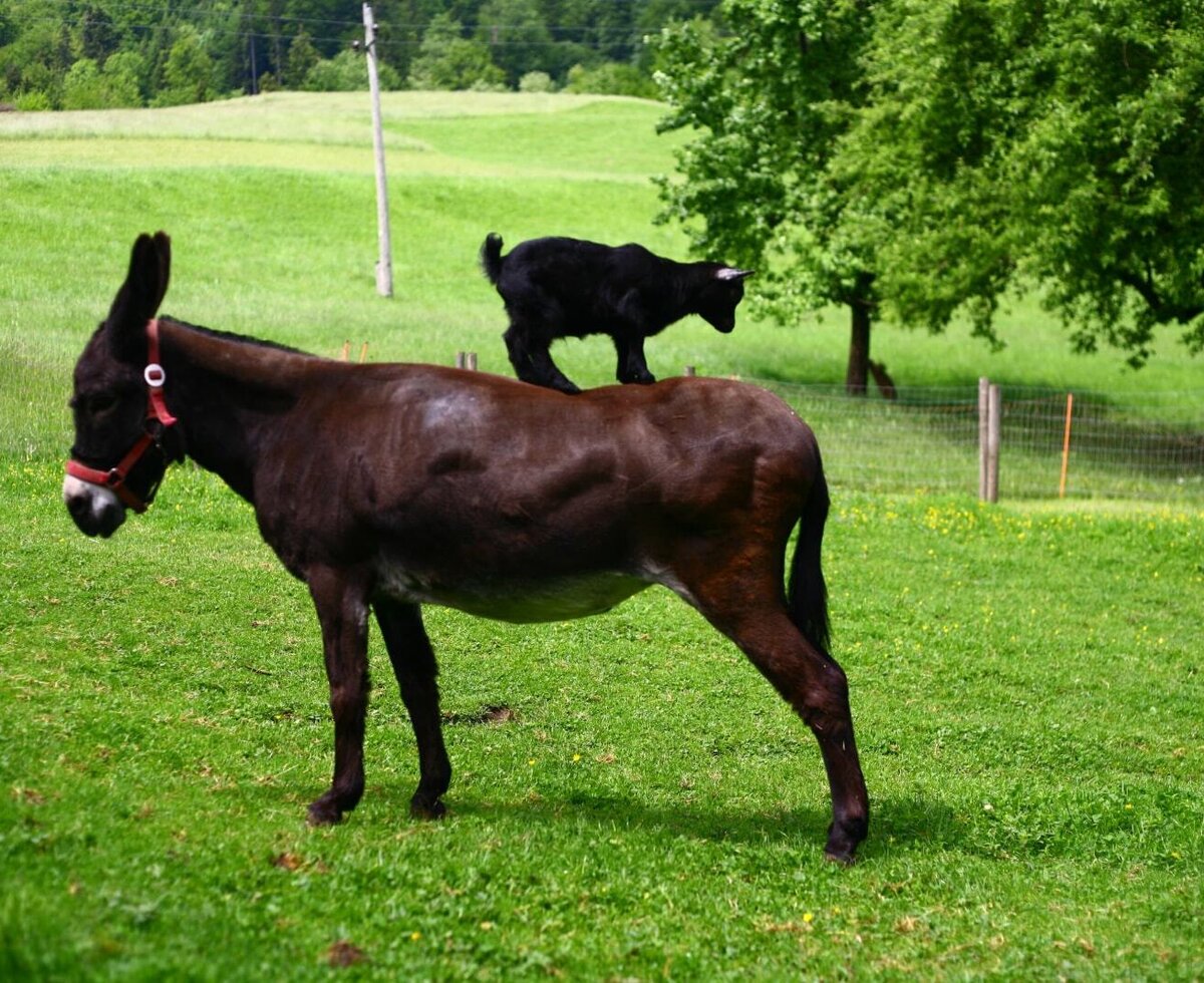 Ein Esel mit einer Ziege auf dem Rücken in einer grünen Wiese des Bauernhofs.
