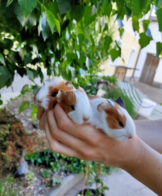 Tiere am Bauernhof - Meerschweinchen