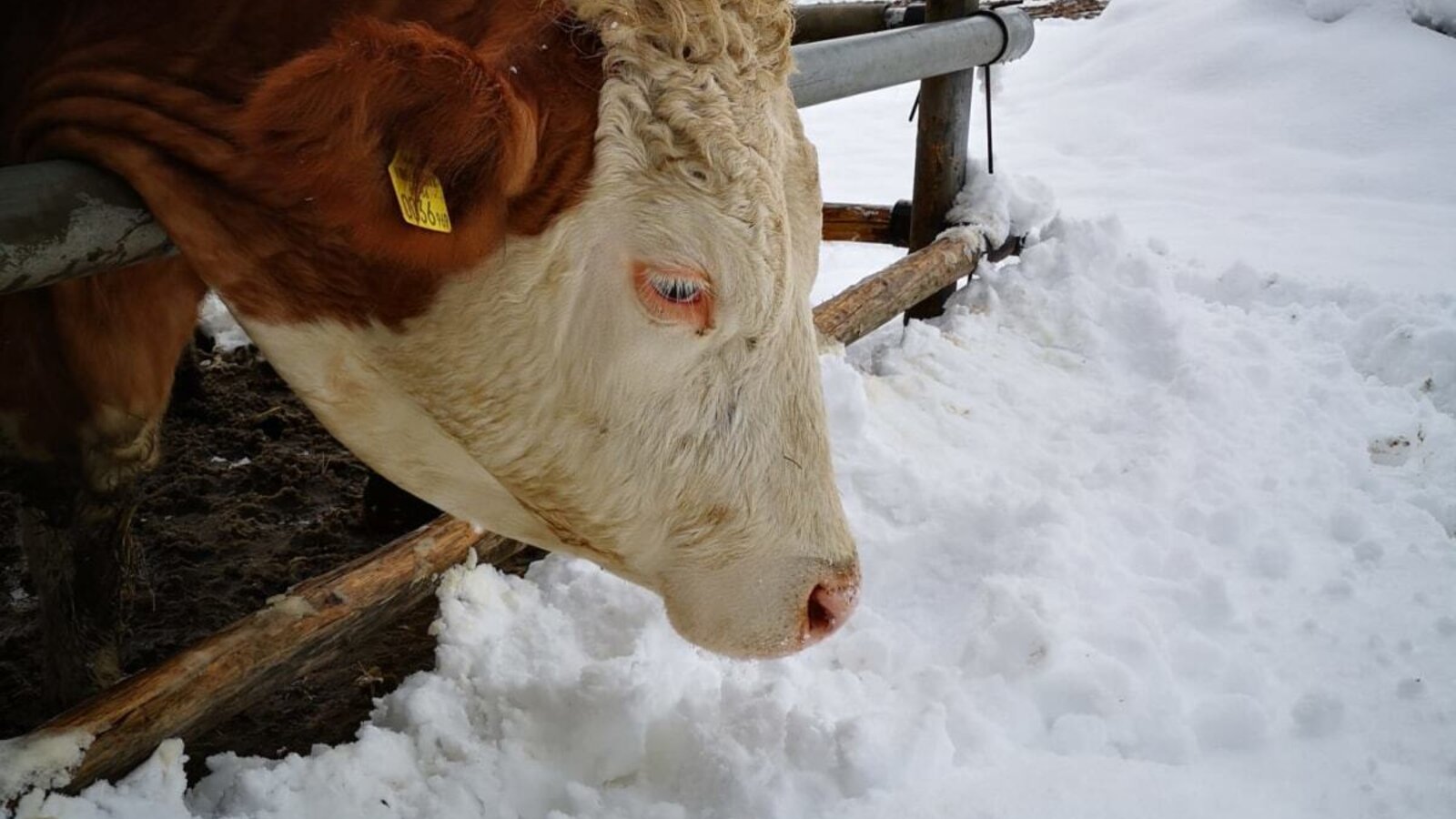 Winter mit Kuh