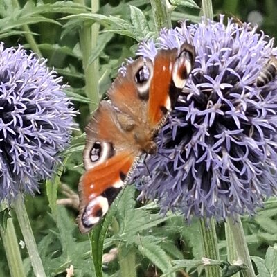 Ein Pfauenaugen-Schmetterling auf einer lila Kugeldistel im Garten des Ferienhauses.