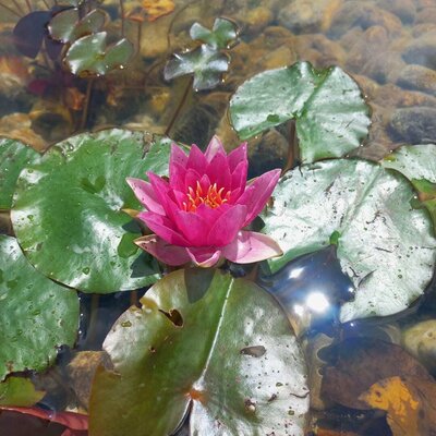 Rosa Seerose in einem Teich mit Seerosenblättern im Garten des Ferienhauses.