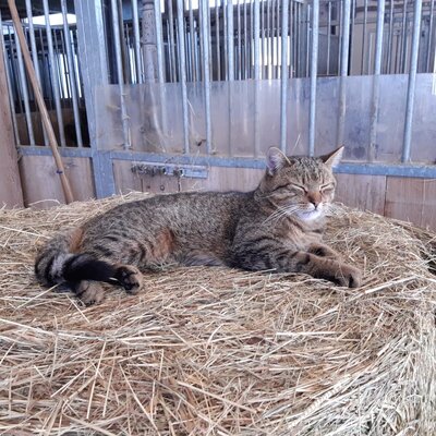 Stallkatze Tiger