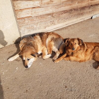 Hunde Niki und Lucy