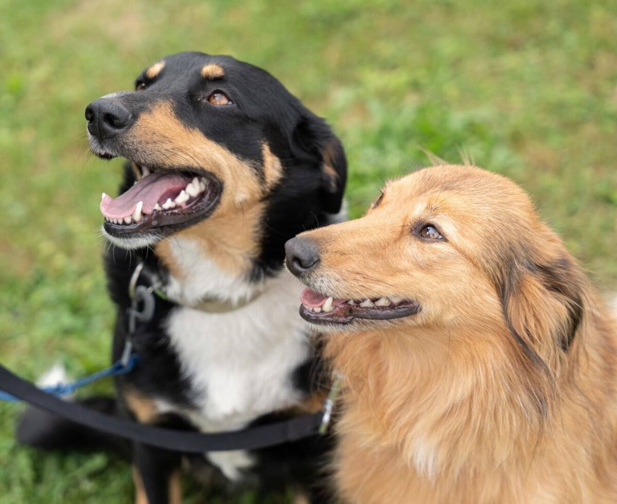 Zwei freundliche, aufgeweckte Hunde auf der grünen Wiese des Bauernhofs.