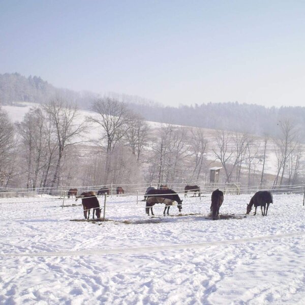 Die verschneite Koppel des Bauernhofs mit Pferden vor einer malerischen Winterkulisse.