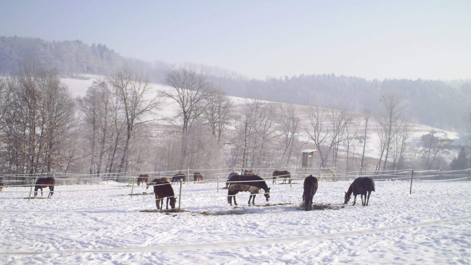 Die verschneite Koppel des Bauernhofs mit Pferden vor einer malerischen Winterkulisse.