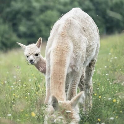 Zwei neugierige Alpakas grasen auf der grünen Wiese.
