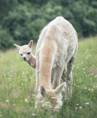 Zwei neugierige Alpakas grasen auf der grünen Wiese.