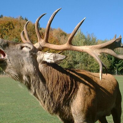 Ein röhrender Hirsch mit großem Geweih in der Umgebung des Bauernhofs.