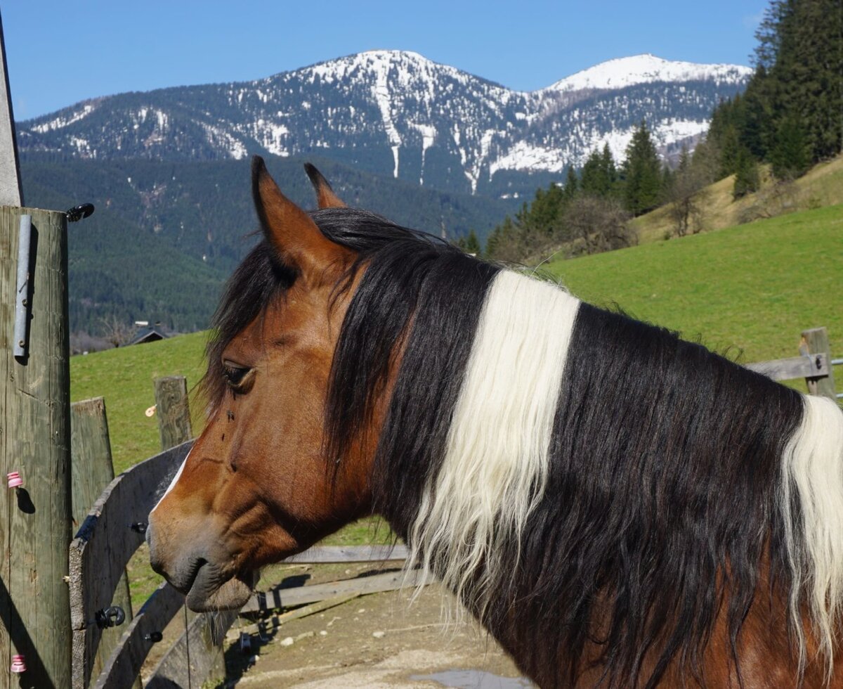 Pferde