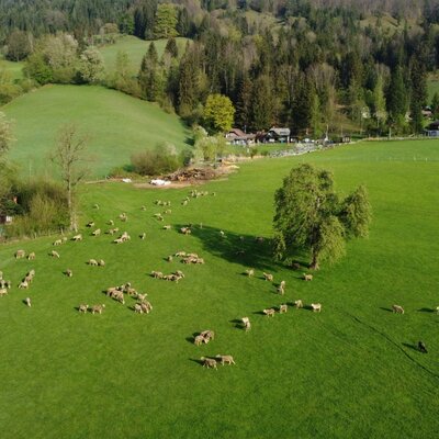 Schafe grasen auf den grünen Wiesen des Biohof Grubbauer, mit Waldhügeln und Bauernhofgebäuden im Hintergrund.