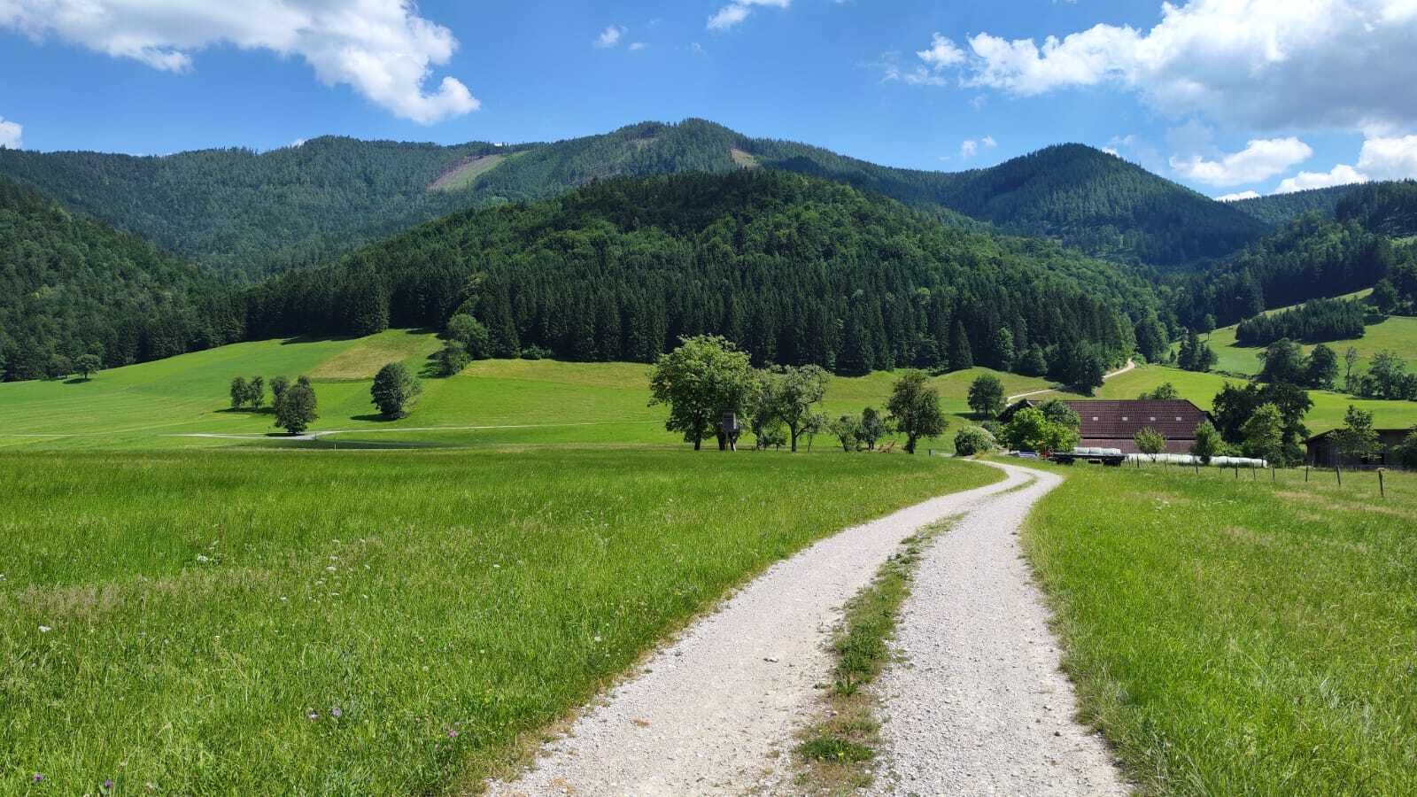 Der Zufahrtsweg zum Biohof Grubbauer, umgeben von grünen Wiesen und bewaldeten Bergen.