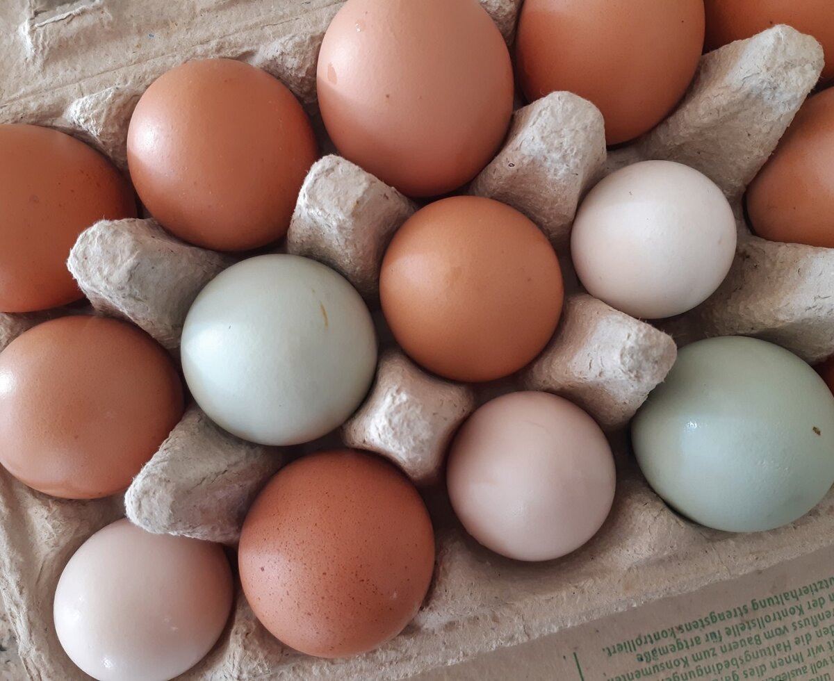 Frische Eier vom Bauernhof, darunter braune, weiße und grünliche, für die Gäste.