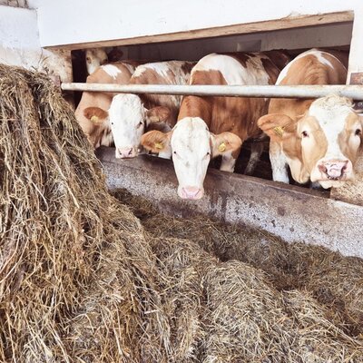 Kühe im Stall des Bauernhofs am Futtertrog mit Heu.