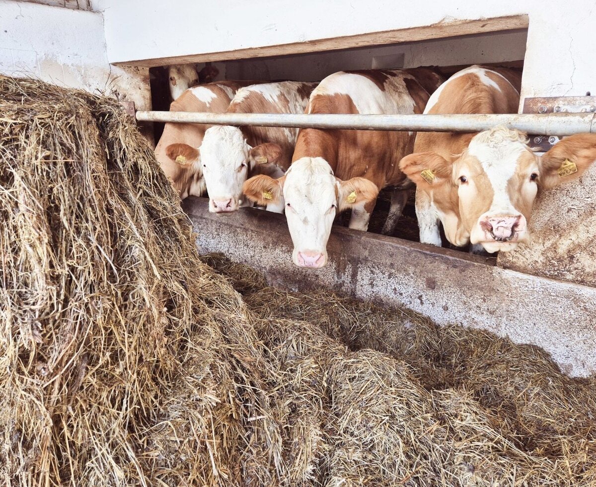 Kühe im Stall des Bauernhofs am Futtertrog mit Heu.