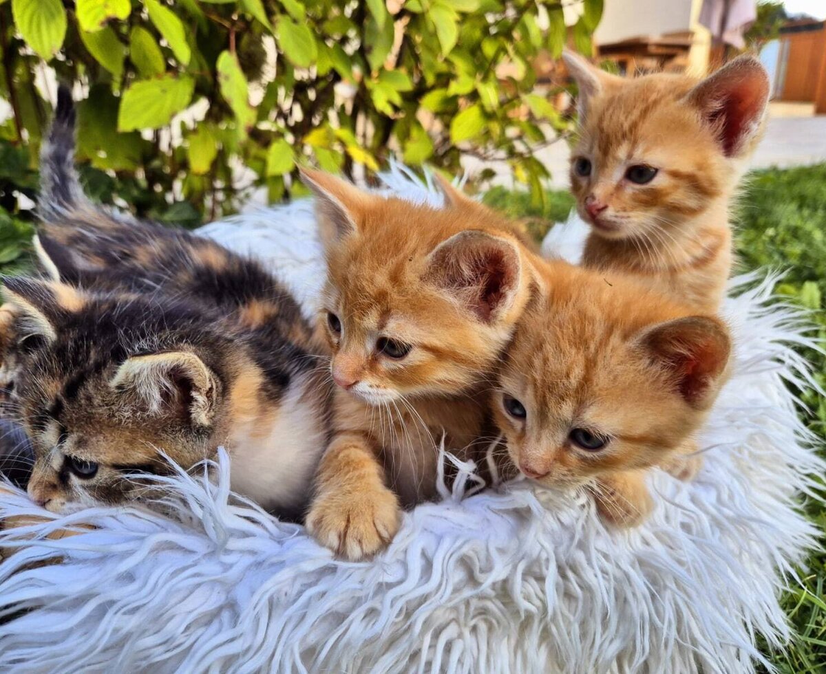 Kleine Kätzchen in einem Korb auf dem Bauernhof.