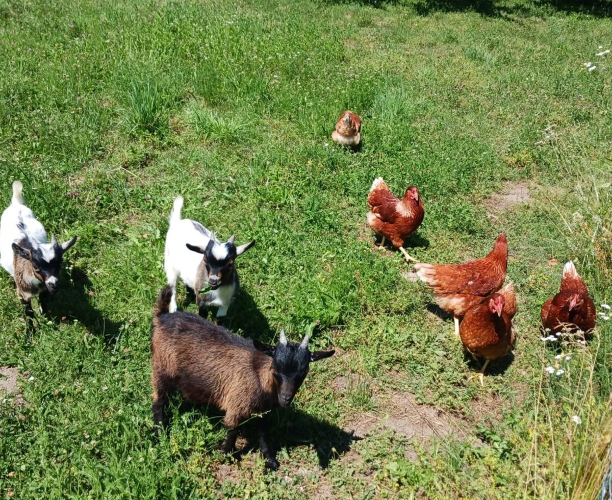 Mini-Zwergziegen und Hühner
