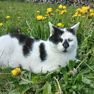 Die schwarz-weiße Katze liegt im Gras mit Löwenzahn.